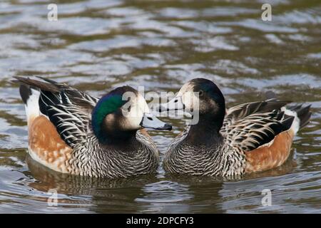 Chiloe Wigeon (Mareca sibilatrix) che interagisce su uno stagno a Slimbridge in Gloucestershire, Regno Unito Foto Stock