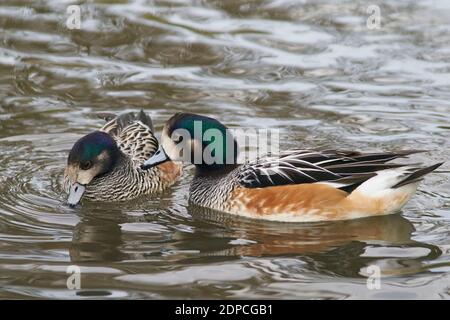 Chiloe Wigeon (Mareca sibilatrix) che interagisce su uno stagno a Slimbridge in Gloucestershire, Regno Unito Foto Stock