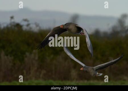 Greylag Geese (Anser anser) che sorvola un lago durante l'inverno a Slimbridge in Gloucestershire, Inghilterra. Foto Stock