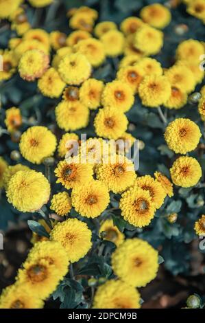 crisantemi gialli e arancioni su sfondo sfocato. In autunno, i bei crisantemi luminosi fioriscono rigogliosamente nel giardino. Foto Stock