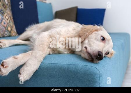Un labrador giallo era steso sul letto a casa. Cane razza Golden Retriever. Animali domestici. Foto Stock