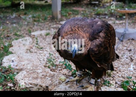 Aquila d'oro, Aquila crysaetos, seduto sulla pietra, primo piano. Foto Stock