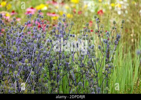 Mare agrifoglio, Eryngium tripartitum giardino confine luglio piante fiori blu Foto Stock