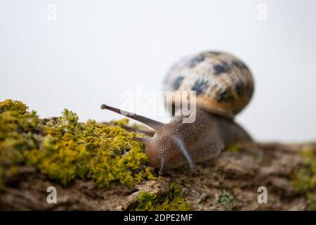 Primo piano di Snail in una mattina nebbiosa Foto Stock