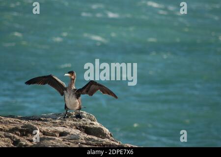 Il cormorano asciuga le ali su una roccia a Portland Bill, Lighthouse Foto Stock