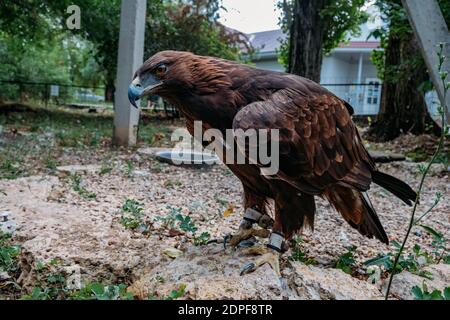 Aquila d'oro, Aquila crysaetos, seduto sulla pietra, primo piano. Foto Stock