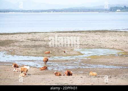 Mucche scozzesi che pascolano sulla spiaggia in Scozia Foto Stock