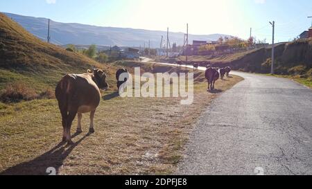 Mandria di vacche grasse cammina lungo il lato della strada rurale vuota a piccolo villaggio in altopiano sotto il cielo limpido sulla soleggiata vista di giorno di autunno sul retro. Foto Stock