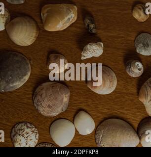 Un primo piano di varie belle conchiglie su un tavolo Foto Stock