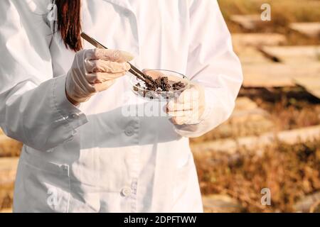 Scienziato che studia lumache presso la fattoria, primo piano Foto Stock