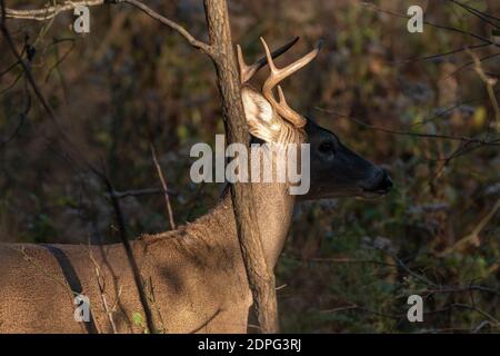 Profilo closeup di un cervo maschio dalla coda bianca in piedi da un piccolo albero con la sua testa parzialmente nelle ombre in una mattina di caduta. Foto Stock