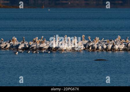 Un gregge di Pellicani bianchi si è riunito su una barra di sabbia in un lago mentre un piccolo gruppo di gabbiani di Laughing nuotano nell'acqua di fronte a loro. Foto Stock