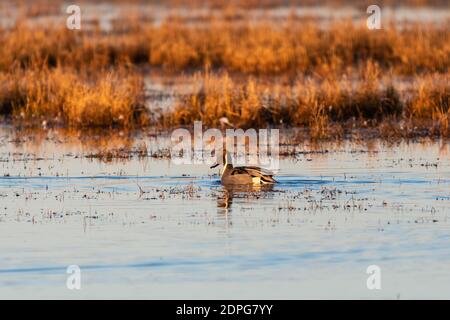 Un'anatra di Pintail settentrionale che nuota da sola su un lago vicino a una sezione di palude piena di erbacce e erba. Foto Stock