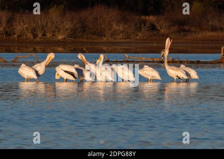 Un Pelican bianco che guarda in su con il suo grande becco aperto mentre brulica mentre si trova nelle acque poco profonde di un lago con altri pellicani nel suo gregge. Foto Stock