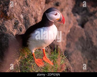 Vista ritratto degli uccelli Puffins con le querce arancioni al tramonto. Westfjords, Islanda. Foto Stock