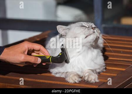 Mano dell'uomo che combatte il suo bel gatto grigio con FURminatoror. Cura degli animali domestici, cura della cura Foto Stock