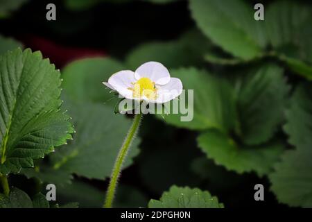 Primo piano di fiori di fragola su uno sfondo di foglia scura Foto Stock