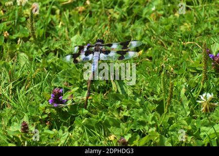 Dragonfly Skimmer a otto punti (libellula forensis), che riposa nell'erba - Greenlake, Seattle, WA Foto Stock