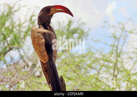 La "Hornbill" di Monteiro (Tockus monteiri) arroccata in un albero di spina nella regione di Otjozondjupa, Namibia Foto Stock