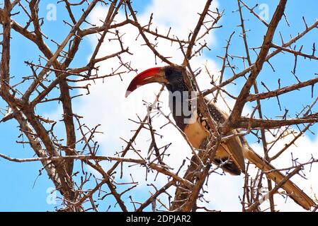 La "Hornbill" di Monteiro (Tockus monteiri) arroccata in un albero di spina nella regione di Otjozondjupa, Namibia Foto Stock