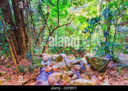 Piccola e debole cascata che scende dalle scogliere al torrente Minnamurra nella foresta pluviale sempreverde dei boschi australiani. Foto Stock
