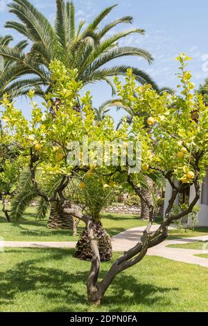 Albero di limone con grande cedro di frutta tropicale Limone di fronte Di una palma Foto Stock