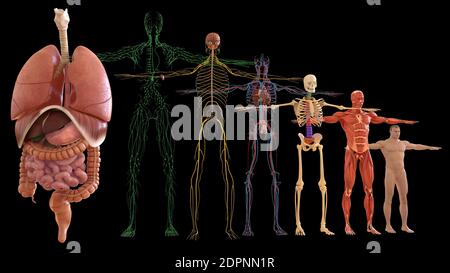 Anatomia umana per l'illustrazione 3D del concetto medico Foto Stock