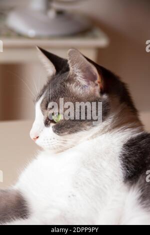 immagine verticale gatto bianco e grigio con occhi verdi la tabella si trova a sinistra Foto Stock