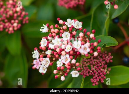 Foto sfocata dei fiori di Viburnum. Rami di viburnum con fiori rosa e afidi. Messa a fuoco selettiva sfocata, vista strada. Foto Stock