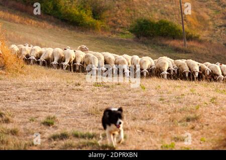 Pascolo delle pecore in Toscana con cane da lavoro, Creta, Provincia di Siena, Toscana, Italia Foto Stock