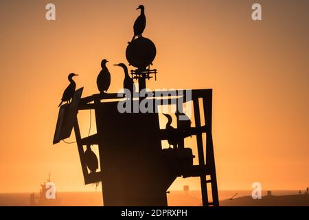 I cormorani di Brandt (Phalacrocorax penicillatus) che si insinuano su una struttura realizzata dall'uomo e silhouette dal sole che tramonta sulla baia di monterey in California. Foto Stock