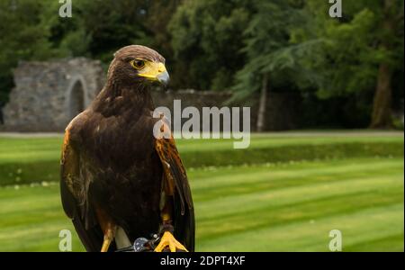 Peregrine Falcon è senza dubbio uno degli uccelli più impressionanti d'Irlanda Foto Stock