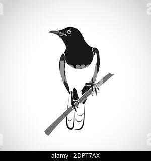 Vettore di uccello su sfondo bianco. Oriental Magpie Robin (Copsychus saularis). Illustrazione vettoriale a livelli facilmente modificabile. Animali selvatici. Illustrazione Vettoriale