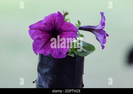 Primo piano di bellissimi fiori viola petunia Foto Stock