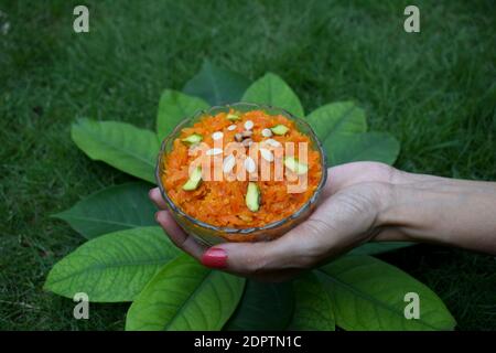 Gustoso gajar ka halwa decorato con frutta secca. Dessert indiano di budino di carote grattugiate servito in ciotola. Donna mano che serve dolce con cucchiaio Foto Stock