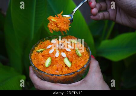 Gustoso gajar ka halwa decorato con frutta secca. Dessert indiano di budino di carote grattugiate servito in ciotola. Donna mano che serve dolce con cucchiaio Foto Stock