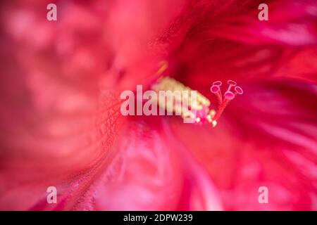 Splendida macro rosa viola di fiore esotico in fiore. Petali di closeup floreale, idilliaco rilassante giardino di fiori vista closeup Foto Stock