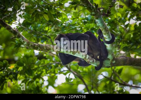 Panama fauna selvatica con una femmina Manled Howler Monkey e giovane, Alouatta palliata, nella foresta pluviale del parco nazionale di Soberania, Repubblica di Panama. Foto Stock