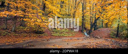 Autunno torrente paesaggio. Alberi colorati e bella cascata in profondità. Fiume nella foresta autunnale, colorata vista sulla natura autunnale. Foglie pacifiche della foresta Foto Stock