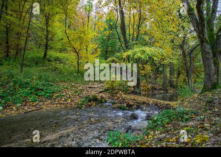 Paesaggio panoramico con un bel torrente di montagna con acqua verde tra lussureggianti boschi. Idilliaco paesaggio verde con piccolo fiume e ricco verde Foto Stock