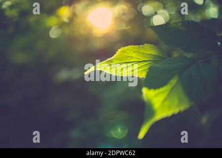 Splendido sfondo verde naturale con messa a fuoco selettiva. Foglia verde, luce del sole, raggi del sole, luce del tramonto su giardino offuscato parco verde paesaggio Foto Stock