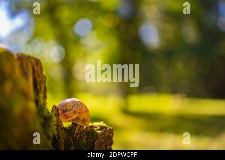 Piccola lumaca nella foresta nella shell, macro foto con vista della natura del campo di foresta sfocata. Natura artistica, luce solare, ambiente naturale rilassante Foto Stock