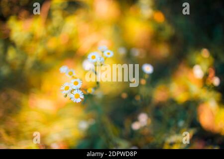 Fiori mozzafiato sfondo astratto. Daisy fiori con colorato campo di macchia foresta prato natura, sole felice foto. Natura floreale, estate primaverile Foto Stock