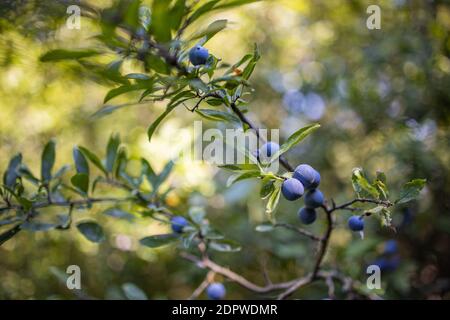 Primo piano vista dell'albero sempreverde con bacche sfocate sui rami, vista soleggiata sulla natura. Maturare bacche di spina nera su un ramo con foglie su una sfocatura marrone Foto Stock