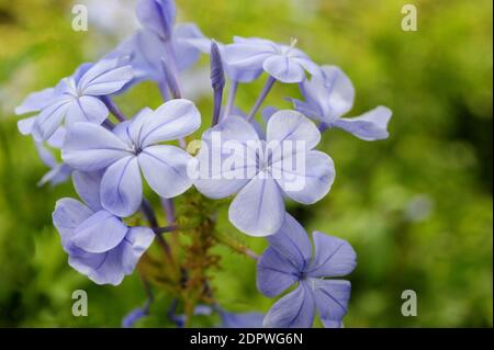 Un fuoco selettivo dei bellissimi fiori di porpora azzurra di plumbago Foto Stock