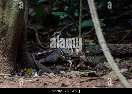 Bar backed Partridge bird foraging per il cibo Foto Stock