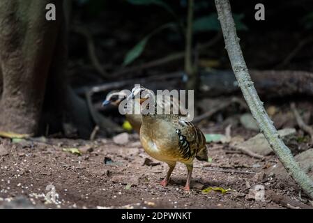 Bar backed Partridge bird foraging per il cibo Foto Stock