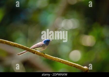 Indochinese Blue Flycatcher femmina che perching su un albero Foto Stock