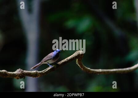 Indochinese Blue Flycatcher femmina che perching su un albero Foto Stock