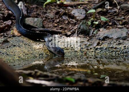 Serpente di ratto indocinese (Ptyas korros) acqua potabile Thailandia Foto Stock